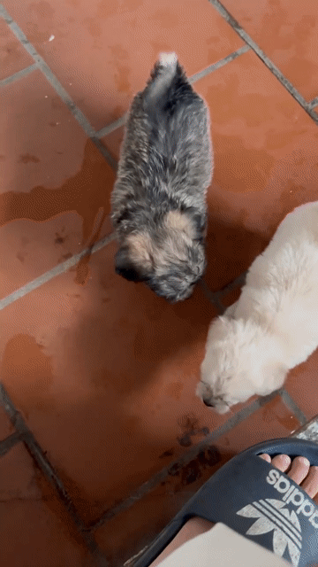 Tìm chủ cho đàn chó lai poodle đủ màu 1,5 tháng. Mua bán Chó tại Huyện Thường Tín Hà Nội được đăng bởi Chị An hình 1