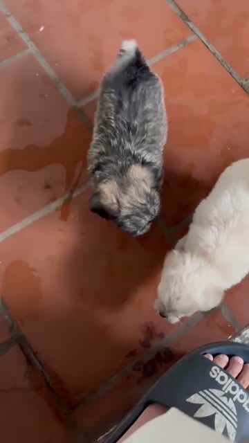 Tìm chủ cho đàn chó lai poodle đủ màu 1,5 tháng. Mua bán Chó tại Huyện Thường Tín Hà Nội được đăng bởi Chị An hình 1