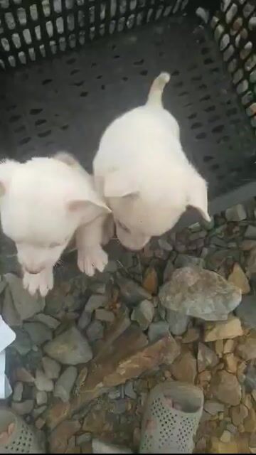 Chó Chihuahua lai 2 tháng tuổi. Mua bán Chó tại Quận Liên Chiểu Đà Nẵng được đăng bởi Phùng Phương Thùy hình 1