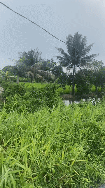 Mua bán Đất Huyện Bình Chánh Tp Hồ Chí Minh diện tích 4000 m² giá 14 tỷ
