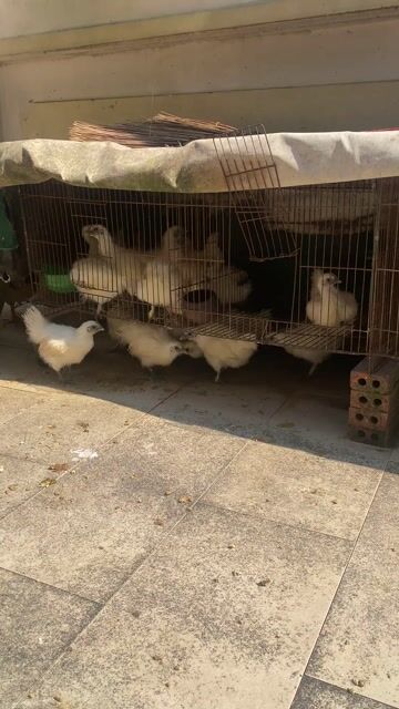 Gà ác Trắng. Mua bán Gà tại Thành phố Thủ Đức Tp Hồ Chí Minh được đăng bởi Thành hình 1