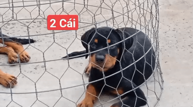 Chó Rottweiler cái Đen vàng đã chích ngừa. Mua bán Chó tại Thành phố Vũng Tàu Bà Rịa - Vũng Tàu được đăng bởi Nhân Rottweiler  hình 1