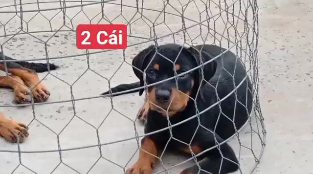 Chó Rottweiler cái Đen vàng đã chích ngừa. Mua bán Chó tại Thành phố Vũng Tàu Bà Rịa - Vũng Tàu được đăng bởi Nhân Rottweiler  hình 1