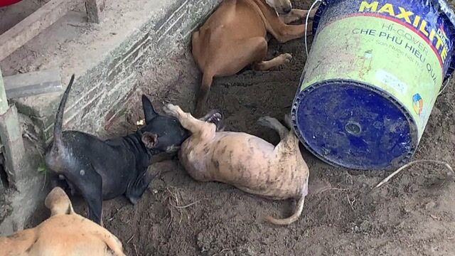 Chó Phú Quốc đực đen (bốn mắt). Mua bán Chó tại Quận Thanh Khê Đà Nẵng được đăng bởi Trại Chó Phú Quốc King hình 1