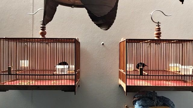 Cần bán chim hút mật bảy màu. Mua bán Chim tại Quận Gò Vấp Tp Hồ Chí Minh được đăng bởi Sang Nguyen hình 1