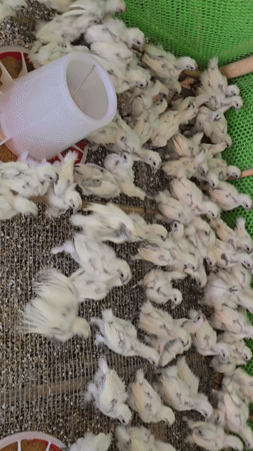 Gà Ác 200gr trở lên. Mua bán Gà tại Huyện Châu Thành Tây Ninh được đăng bởi Trần Thiên Minh hình 1