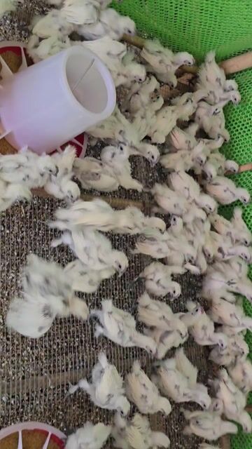 Gà Ác 200gr trở lên. Mua bán Gà tại Huyện Châu Thành Tây Ninh được đăng bởi Trần Thiên Minh hình 1