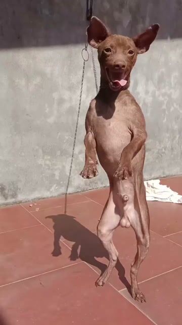 Chó Phốc hươu đực màu Nâu. Mua bán Chó tại Huyện Sóc Sơn Hà Nội được đăng bởi Tab Bta hình 1