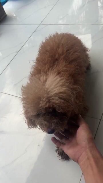 cần bán giá có thể thương lượng. Mua bán Chó tại Thành phố Tân An Long An được đăng bởi Vạn Công hình 1