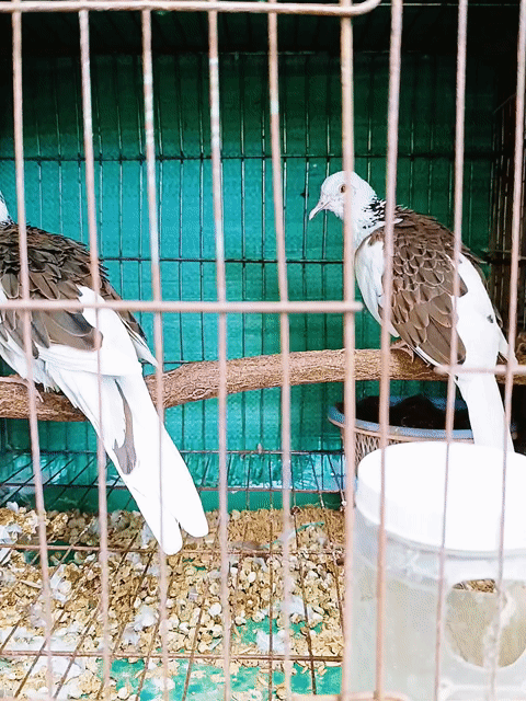 Cặp Thái Bông Đen Đẹp . Mua bán Chim tại Huyện Lấp Vò Đồng Tháp được đăng bởi PH Dinh hình 1
