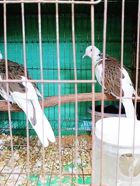 Cặp Thái Bông Đen Đẹp . Mua bán Chim tại Huyện Lấp Vò Đồng Tháp được đăng bởi PH Dinh hình 1