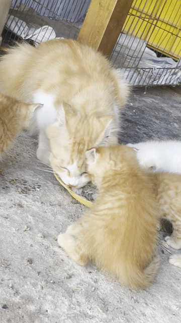 Mèo Anh lông dài vàng trắng 2 tháng. Mua bán Mèo tại Huyện Bắc Tân Uyên Bình Dương được đăng bởi Lê văn phúc hình 1