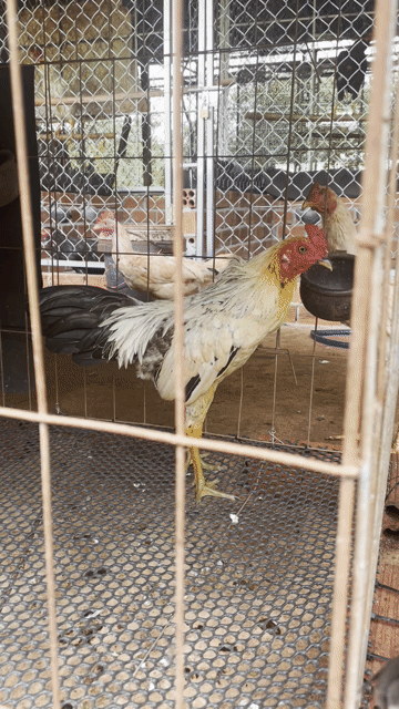 chuối trắng chân xanh, mái xám. Mua bán Gà tại Thị xã Bình Long Bình Phước được đăng bởi Phạm Đạt hình 1