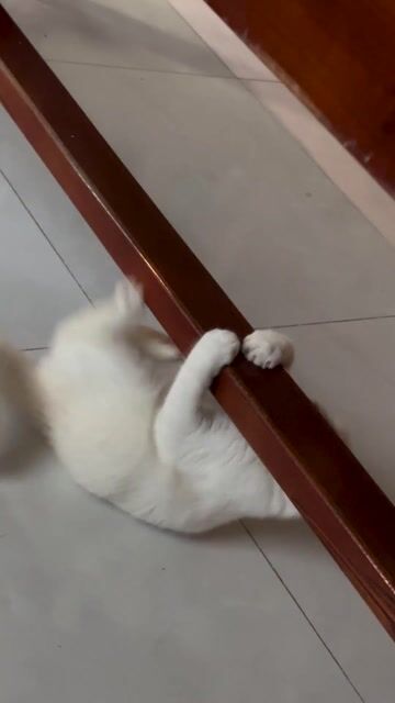 Mèo Anh lông ngắn Cái Trắng 08/02/2026. Mua bán Mèo tại Thành phố Phú Quốc Kiên Giang được đăng bởi Đặng Thanh Ly hình 1