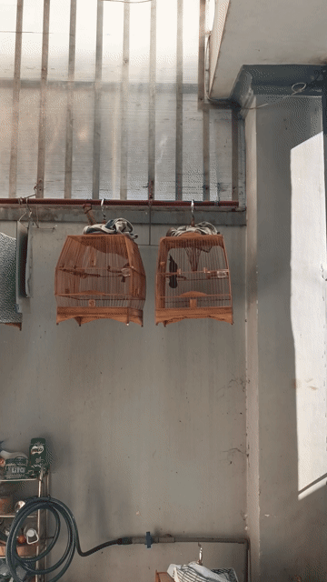 Chim chào mào bổi dưới 1 năm nhát dữ. Mua bán Chim tại Huyện Hóc Môn Tp Hồ Chí Minh được đăng bởi nguyen vy hình 1