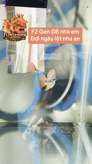 Cá La Hán Cá Cảnh Kamfa F2 Gen GB 1 ngón. Mua bán Thú cưng khác tại Quận Tân Phú Tp Hồ Chí Minh được đăng bởi Con Cò hình 1