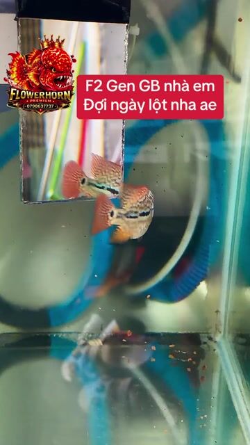 Cá La Hán Cá Cảnh Kamfa F2 Gen GB 1 ngón. Mua bán Thú cưng khác tại Quận Tân Phú Tp Hồ Chí Minh được đăng bởi Con Cò hình 1