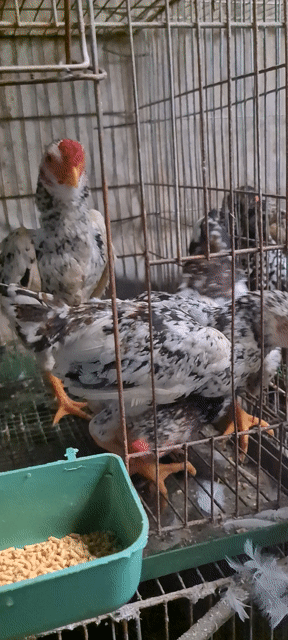 Gà Koshamo Đen trắng 4 tháng tuổi. Mua bán Gà tại Thành phố Thủ Đức Tp Hồ Chí Minh được đăng bởi Hiền Ơi hình 1