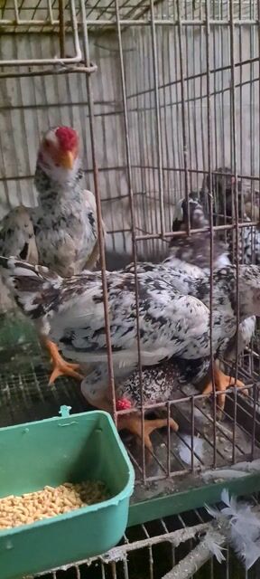 Gà Koshamo Đen trắng 4 tháng tuổi. Mua bán Gà tại Thành phố Thủ Đức Tp Hồ Chí Minh được đăng bởi Hiền Ơi hình 1