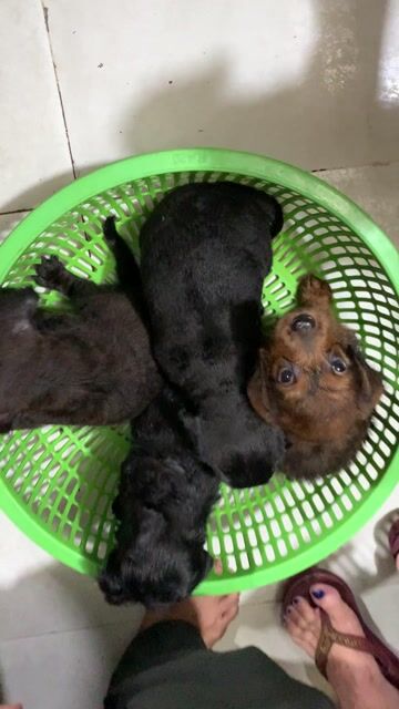 Chó lạp xưởng 2 tháng tuổi. Mua bán Chó tại Quận 8 Tp Hồ Chí Minh được đăng bởi Lê Đỗ Tuấn Anh hình 1