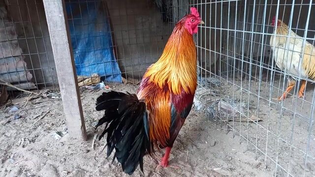 Xanh mã vàng 3kg tay dầy cui lườn sâu . Mua bán Gà tại Huyện Giồng Trôm Bến Tre được đăng bởi Trần Quang Thanh hình 1