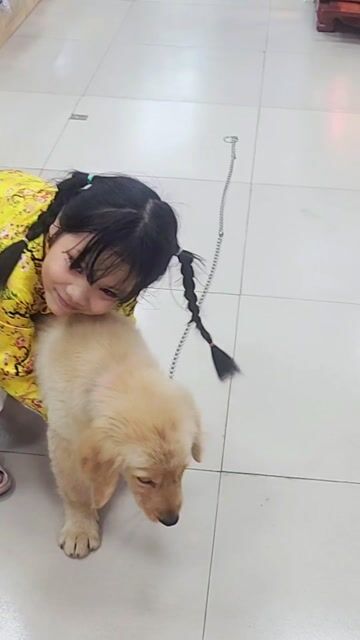 Goden Cái 9kg hơn, rất khôn ,. Mua bán Chó tại Huyện Hóc Môn Tp Hồ Chí Minh được đăng bởi TRƯƠNG VĂN CÒN hình 1