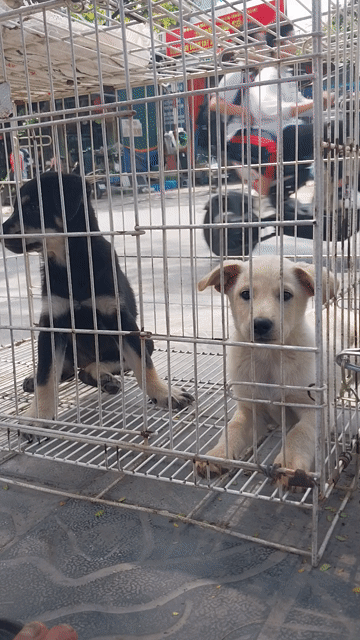 Chó Phong thủy2 tháng Cái Đen Đực Trắng đã tiêm. Mua bán Chó tại Quận Hoàng Mai Hà Nội được đăng bởi hà thành hình 1