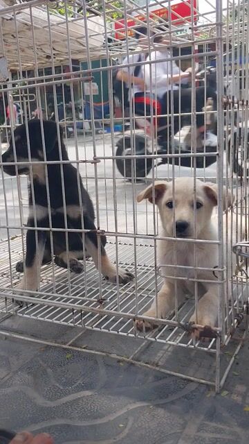 Chó Phong thủy2 tháng Cái Đen Đực Trắng đã tiêm. Mua bán Chó tại Quận Hoàng Mai Hà Nội được đăng bởi hà thành hình 1