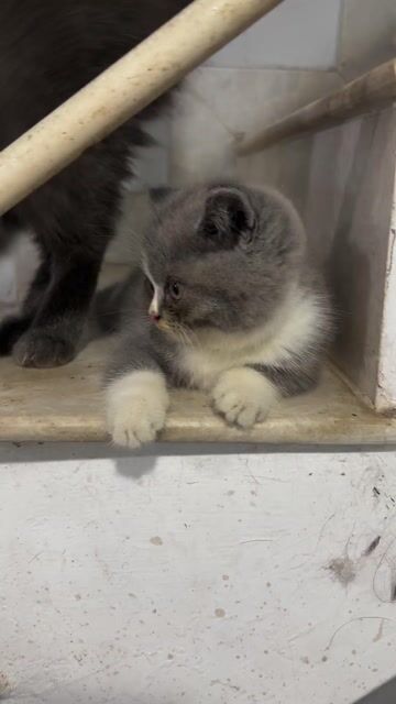 TÌM NHÀ CHO MÈO CON GIÁ 2tr5. Mua bán Mèo tại Quận Bình Thạnh Tp Hồ Chí Minh được đăng bởi tuanduong hình 1