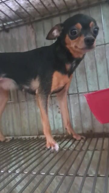 Chihuahua cái. Mua bán Chó tại Thành phố Thuận An Bình Dương được đăng bởi Mỹ Linh hình 1