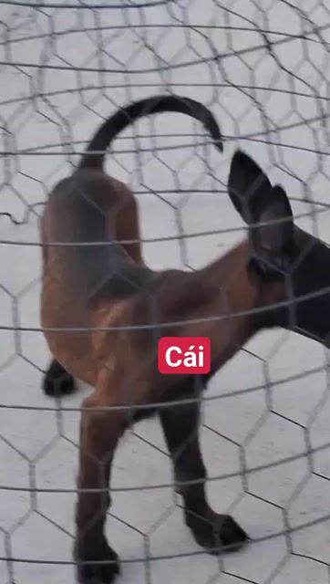 becgie bỉ. Mua bán Chó tại Thành phố Bà Rịa Bà Rịa - Vũng Tàu được đăng bởi thuy tran hình 1