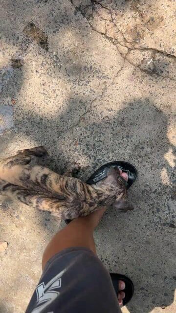 chó phú quốc lưỡi đen. Mua bán Chó tại Thành phố Dĩ An Bình Dương được đăng bởi Duy Phuong hình 1