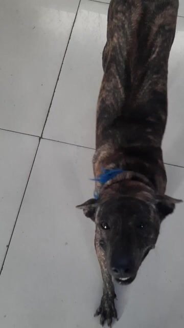 Chó Phú Quốc cái 1.5 tuổi lưỡi đen Thép. Mua bán Chó tại Huyện Gò Dầu Tây Ninh được đăng bởi Nguyễn Phi Nguyễn hình 1