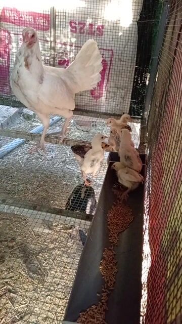 Gà con 2 tháng 20 con. Mua bán Gà tại Huyện Trảng Bom Đồng Nai được đăng bởi nguyên nguyễnn hình 1