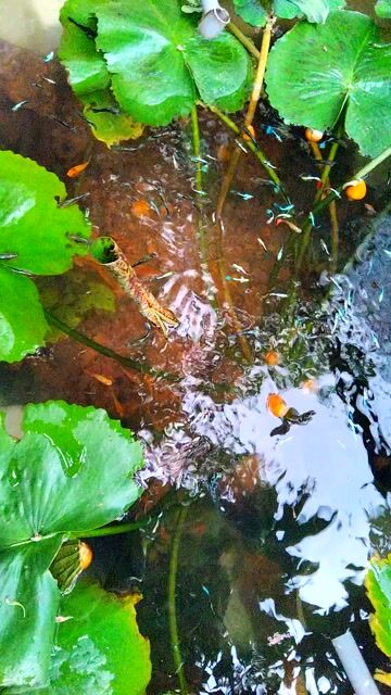 Cá bảy màu nuôi ngoài trời. Mua bán Thú cưng khác tại Thành phố Dĩ An Bình Dương được đăng bởi quân hình 1