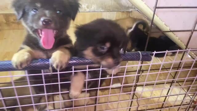 Vài em chó lai Nhật nhà nuôi vừa đẻ.. Mua bán Chó tại Huyện Bình Chánh Tp Hồ Chí Minh được đăng bởi Giang hình 1