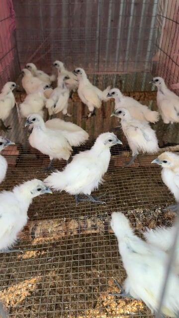 Gà ác giống. Mua bán Gà tại Thành phố Vĩnh Long Vĩnh Long được đăng bởi Thí Lê hình 1