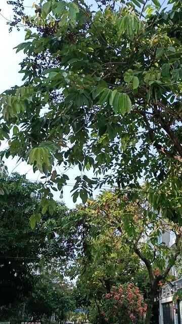 Giường học sinh 1m6x2m gỗ công nghiệp. Mua bán Giường, chăn ga gối nệm tại Quận Gò Vấp Tp Hồ Chí Minh được đăng bởi Chợ nội thất Cũ TP HCM hình 1