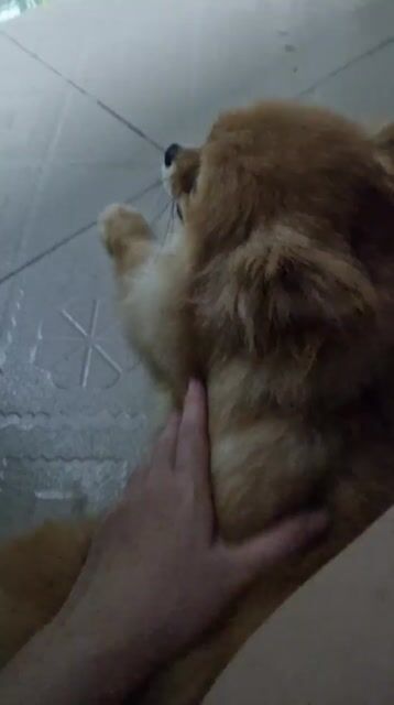 Chó Phốc Sóc Nâu vàng. Mua bán Chó tại Quận Phú Nhuận Tp Hồ Chí Minh được đăng bởi Linh hình 1