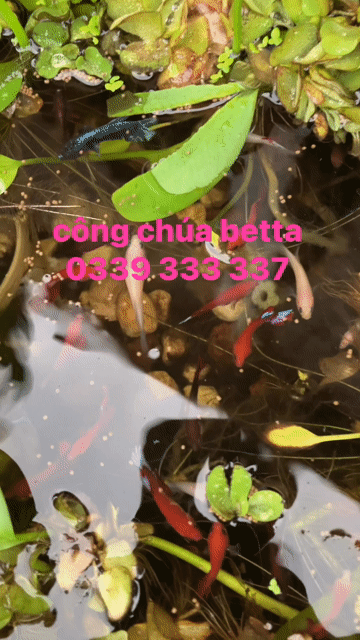 Betta thuỷ sinh. Mua bán Thú cưng khác tại Huyện Đức Hòa Long An được đăng bởi Trúc Betta hình 1