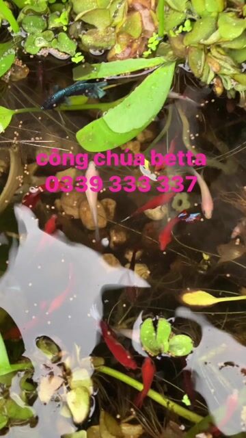 Betta thuỷ sinh. Mua bán Thú cưng khác tại Huyện Đức Hòa Long An được đăng bởi Trúc Betta hình 1