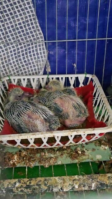 Chim bồ câu non đã tiêm phòng. Mua bán Chim tại Huyện Long Thành Đồng Nai được đăng bởi Ngô Vũ Phương  hình 1