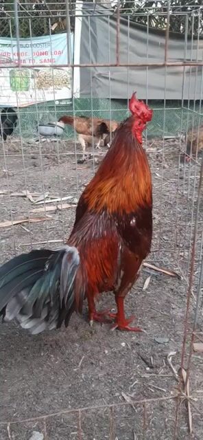 Gà xám Siu Mỹ 3.2kg tay dày, hàng chơi liền. Mua bán Gà tại Huyện Chơn Thành Bình Phước được đăng bởi Hoàng hình 1