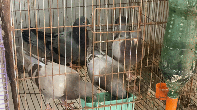 chim bồ câu. Mua bán Chim tại Huyện Đan Phượng Hà Nội được đăng bởi Vũ Anh hình 1