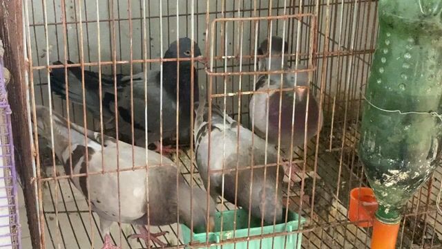 chim bồ câu. Mua bán Chim tại Huyện Đan Phượng Hà Nội được đăng bởi Vũ Anh hình 1