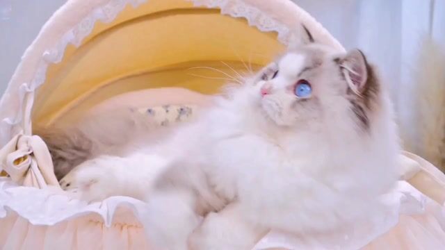 Mèo Ragdoll đực 6 tháng nhập Trung thuần chủng. Mua bán Mèo tại Thành phố Thủ Đức Tp Hồ Chí Minh được đăng bởi Âu Minh Huy hình 1