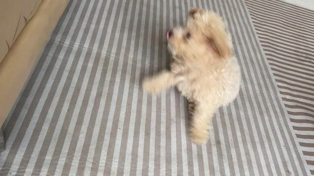 Chó Poodle cái 3 tháng tuổi. Mua bán Chó tại Quận 12 Tp Hồ Chí Minh được đăng bởi Pham thi thanh xuan hình 1