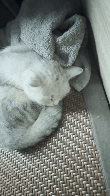 Mèo con dưới 3 tháng tuổi đã ăn hạt. Mua bán Mèo tại Quận Tây Hồ Hà Nội được đăng bởi ngọc ân hình 1