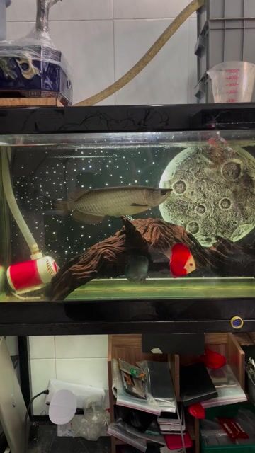 trọn combo như ảnh hồ cá lọc phụ kiện đầy đủ. Mua bán Phụ kiện, Thức ăn, Dịch vụ tại Quận Tân Bình Tp Hồ Chí Minh được đăng bởi đăng nguyễn hình 1
