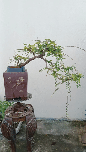 Cây cảnh Sơn liễu chậu Gốm sứ Nâu. Mua bán Cây cảnh, đồ trang trí tại Huyện Quốc Oai Hà Nội được đăng bởi Nguyễn Tiến Anh hình 1
